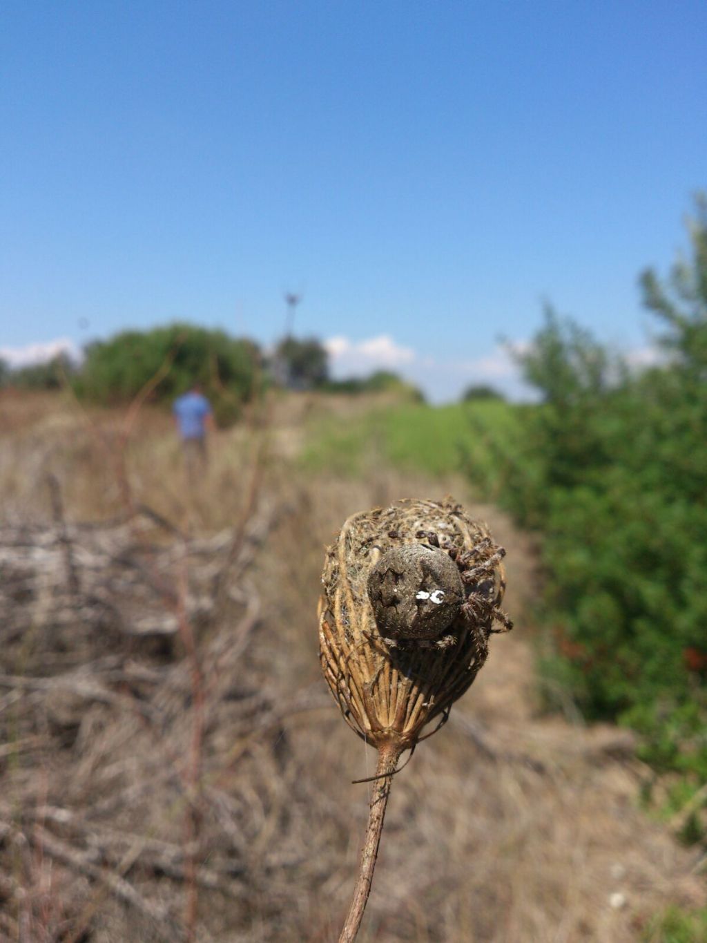 Araneus angulatus -